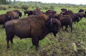 Wild wood buffalo on the Mackenzie Highway on our Mackenzie Nahanni Package with North Star Adventures