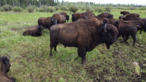 buffalo viewing tour with north star adventures in yellowknife 