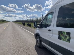 guests enjoy a scenic drive on the highways of northern canada with north star adventures on their 5hr buffalo viewing tour