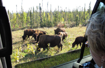 Guests enjoying will buffalo on our 5hr Buffalo Viewing Experience with North Star Adventures