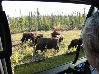Guests enjoying the Scenic Drive & Buffalo Viewing Experience to see Buffalo in the wild near Yellowknife.